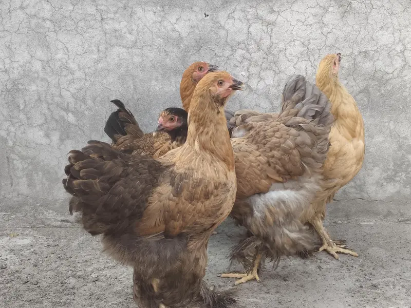 Healthy Fit Fancy Hen — photo 3