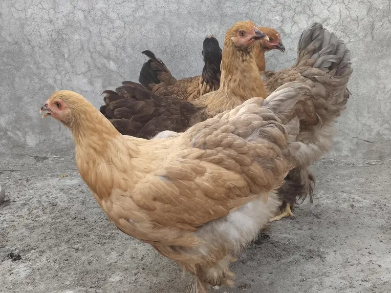 Healthy Fit Fancy Hen — photo 4