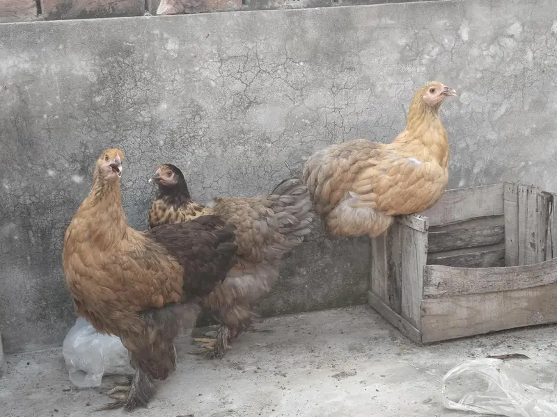 Healthy Fit Fancy Hen — photo 5
