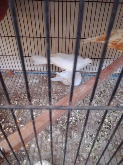 kumre for sale