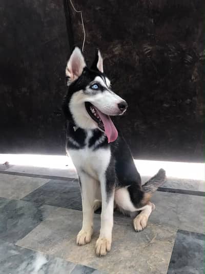 siberian husky with blue eyes