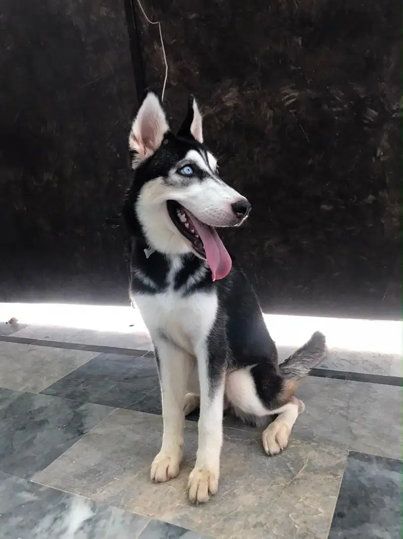 siberian husky with blue eyes — photo 2