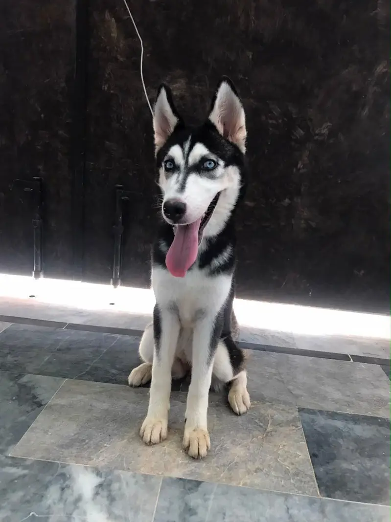 siberian husky with blue eyes — photo 3