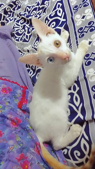 Beautiful white female kitten with unique blue and golden eyes