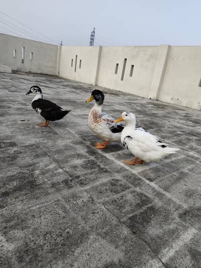 3 ducks for sale 1 male 2 female