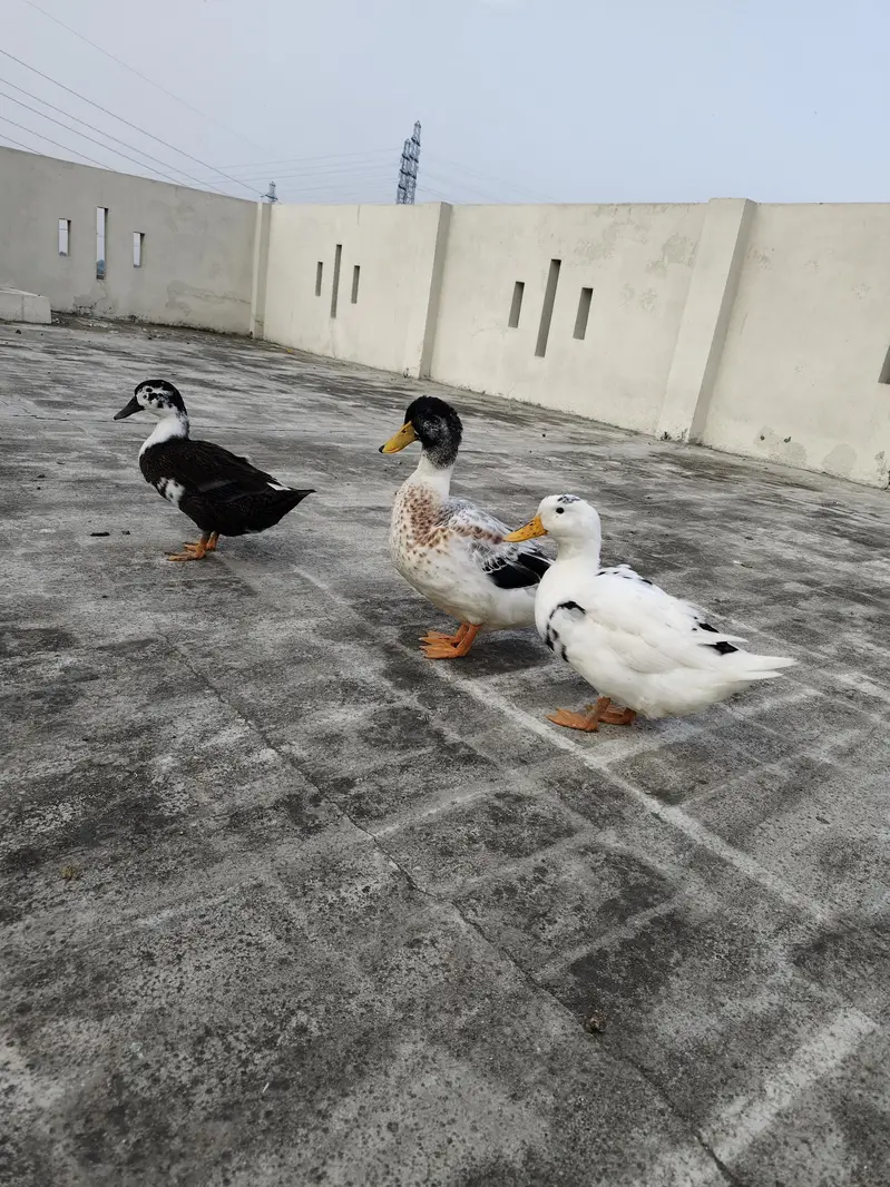 3 ducks for sale 1 male 2 female