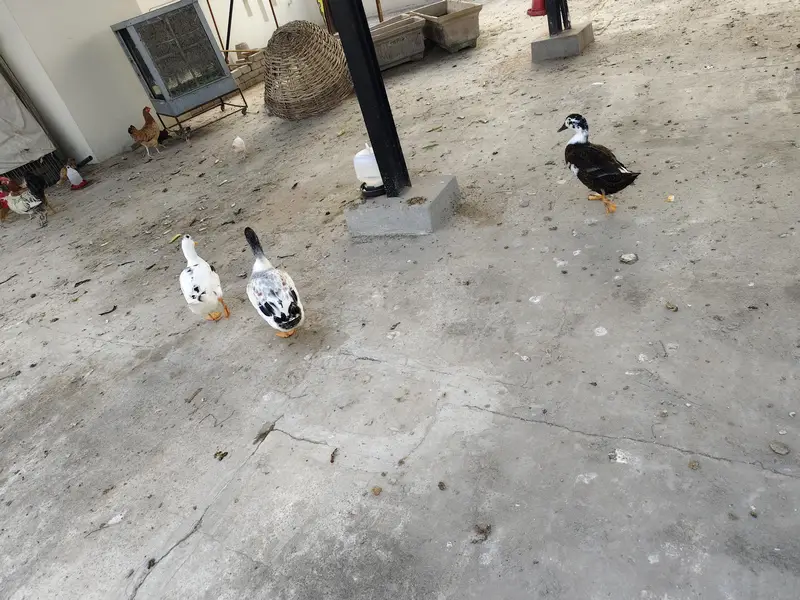 3 ducks for sale 1 male 2 female — photo 3