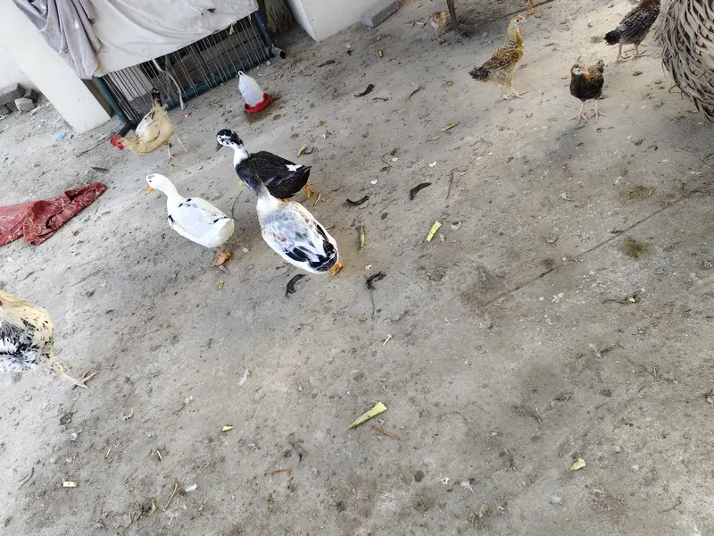 3 ducks for sale 1 male 2 female — photo 4