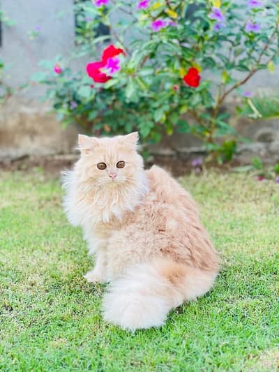 Persian adult cat triple coated