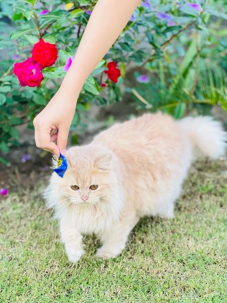 Persian adult cat triple coated — photo 2