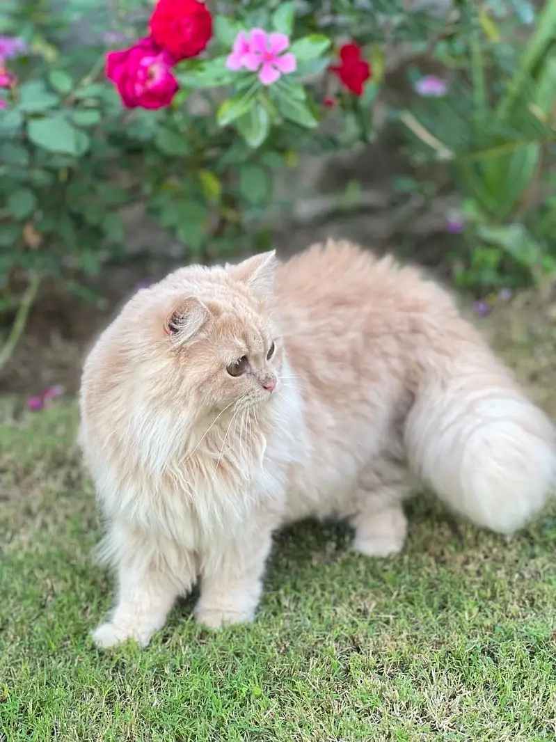 Persian adult cat triple coated — photo 3