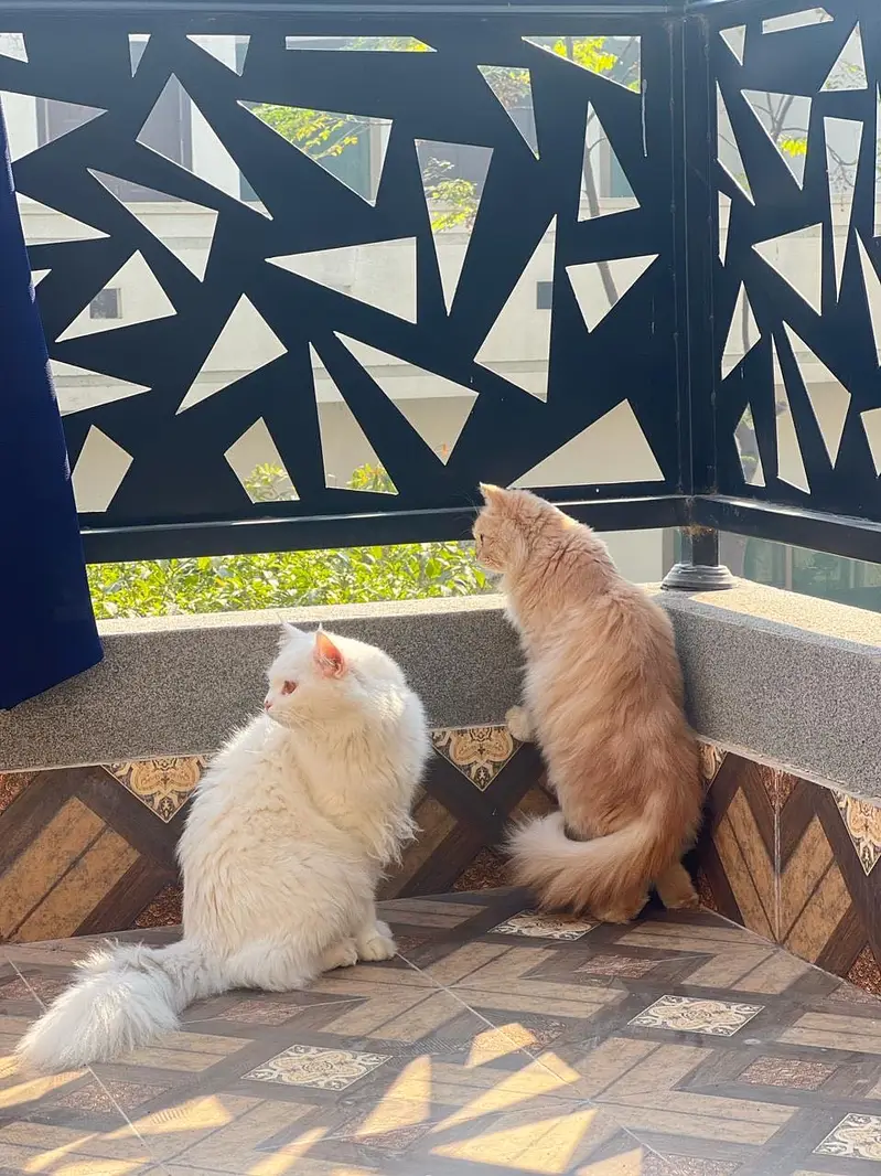 Persian adult cat triple coated — photo 4