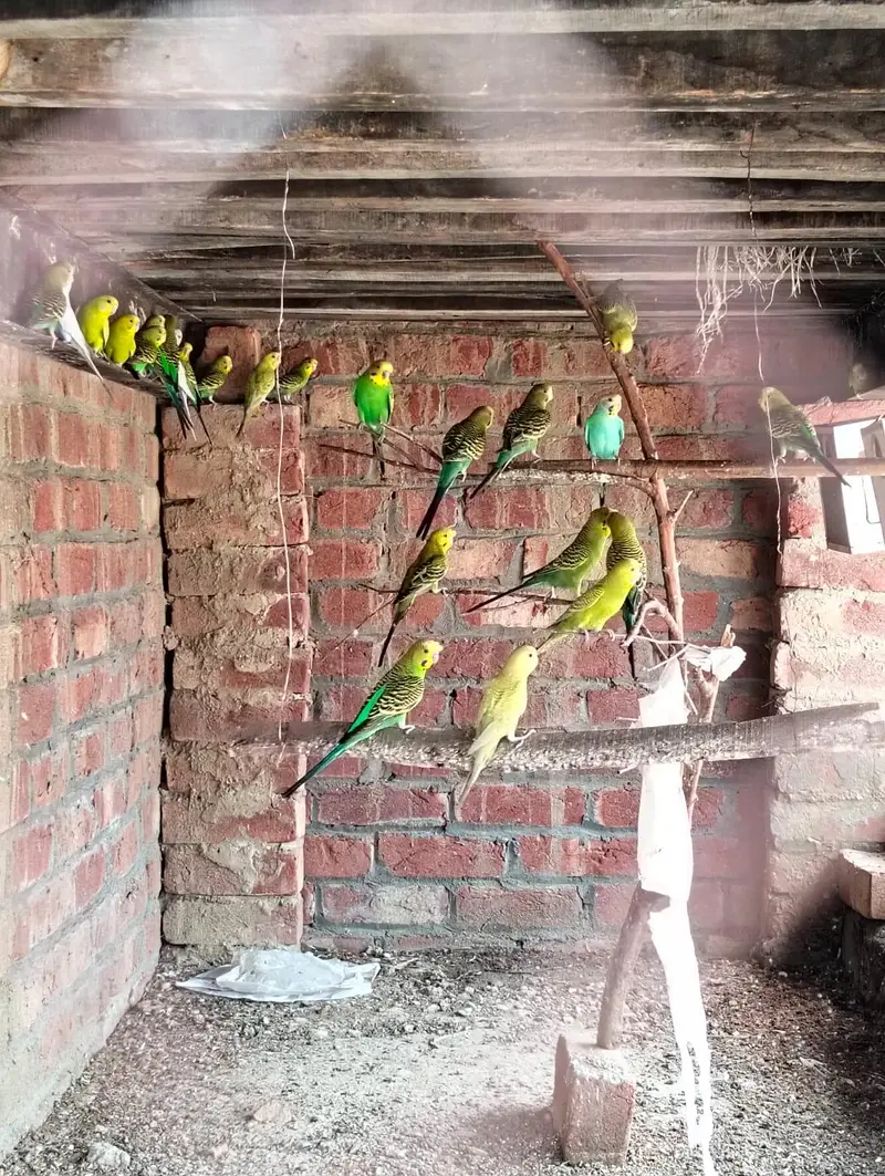 stallion birds — photo 2