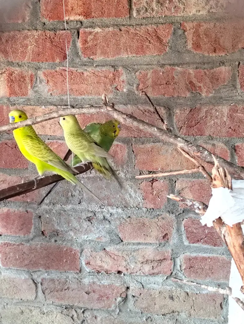 stallion birds — photo 3