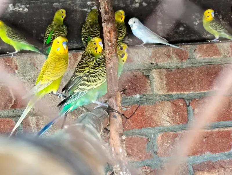 stallion birds — photo 4