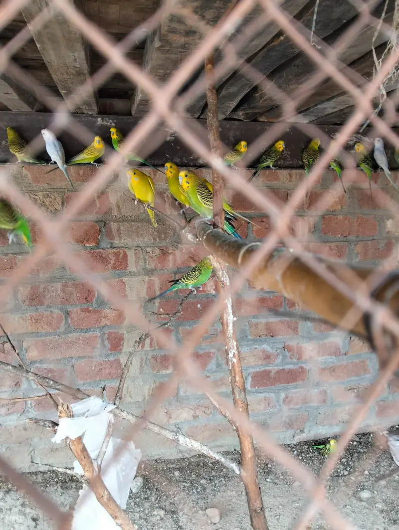 stallion birds — photo 5