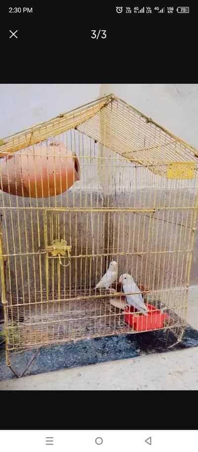 Lovebirds