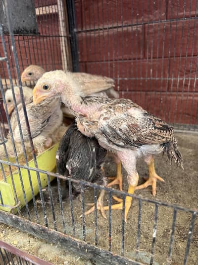Indian//Parrot//Beak//High//Quality//Chicks