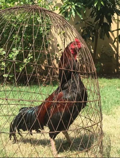 pure lakha active breeder