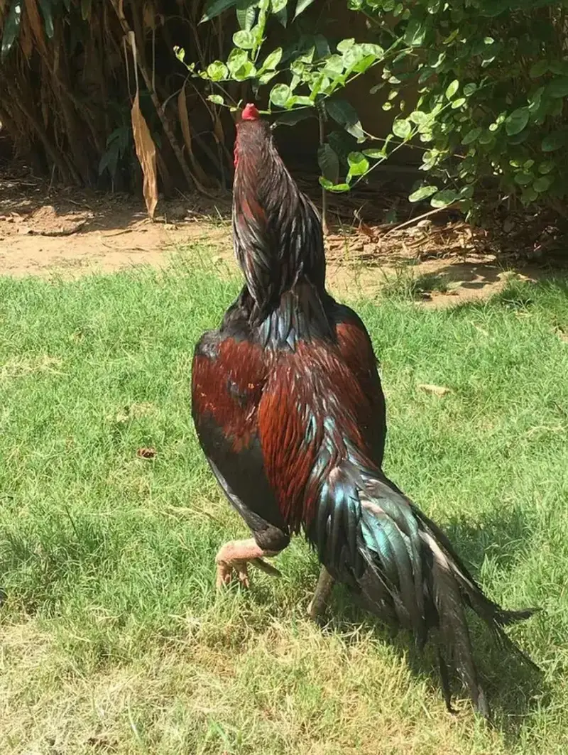 pure lakha active breeder — photo 2