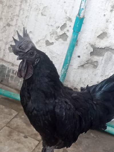 for sale