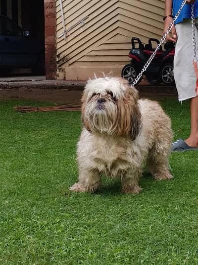 A beautiful Shihtzhou Male