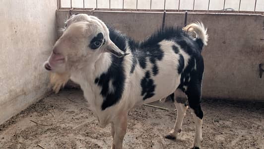 Teddy Bakra For Sell