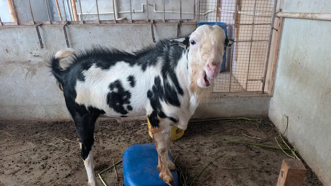 Teddy Bakra For Sell — photo 2