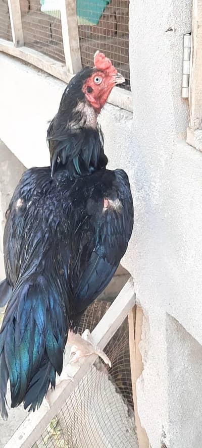 Aseel all birds for sale
