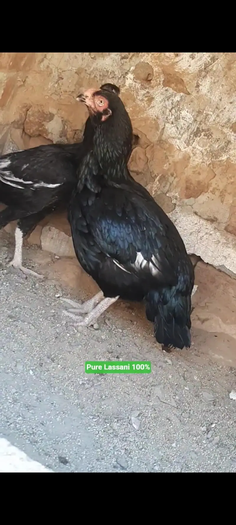 Aseel all birds for sale — photo 2