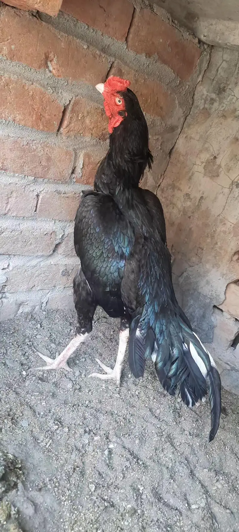 Aseel all birds for sale — photo 3