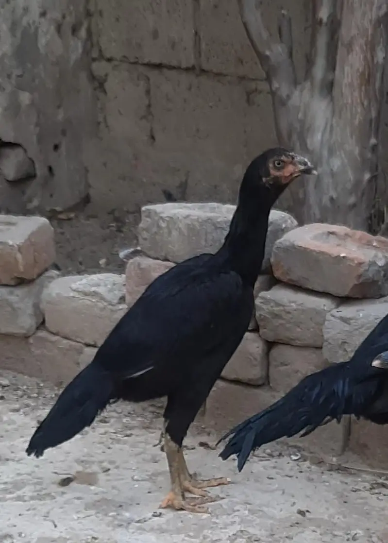 Aseel all birds for sale — photo 4