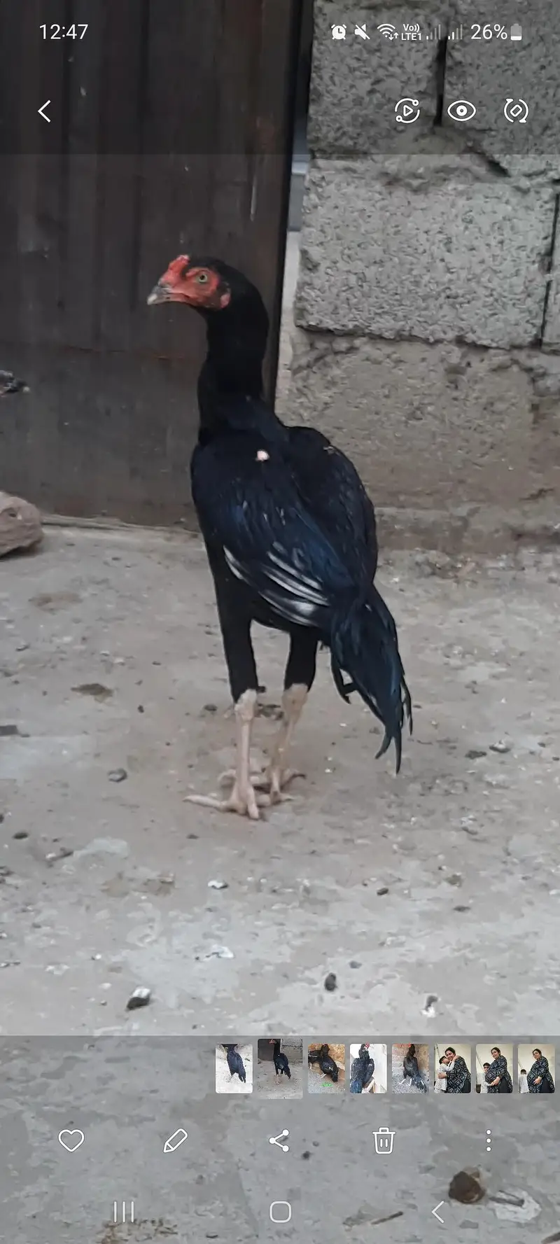 Aseel all birds for sale — photo 5