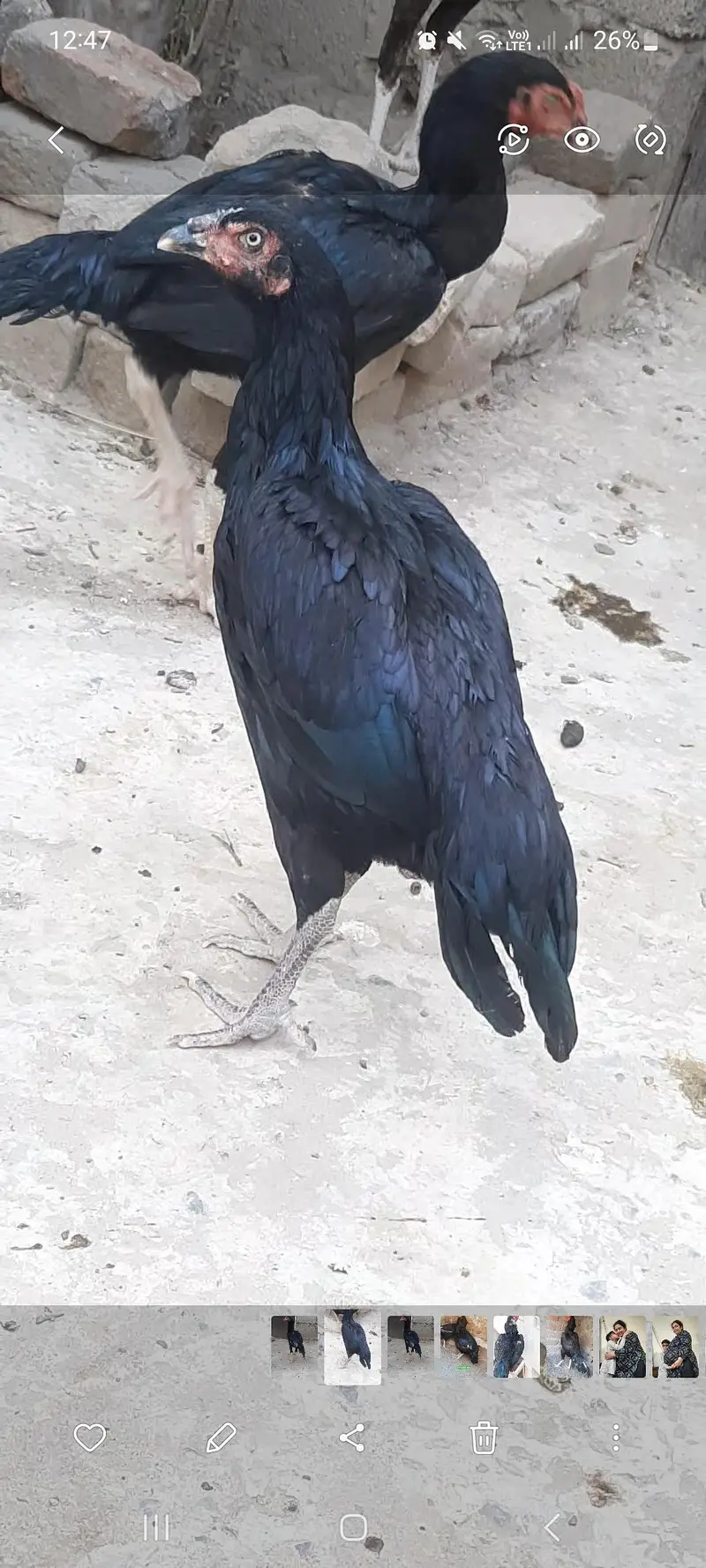 Aseel all birds for sale — photo 6