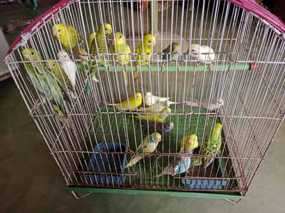 Australian parrots