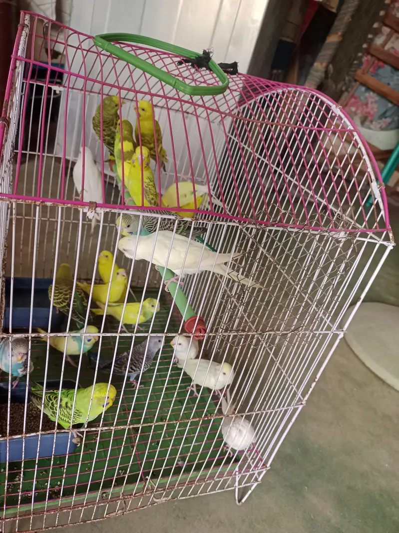 Australian parrots — photo 3
