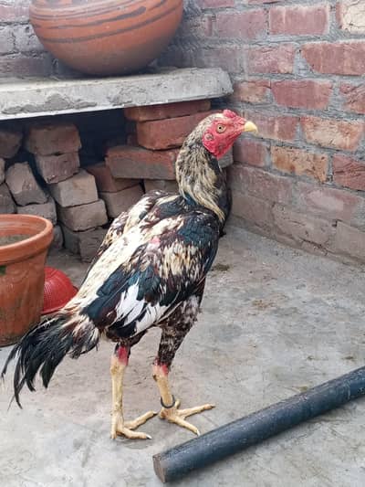 aseel  hens