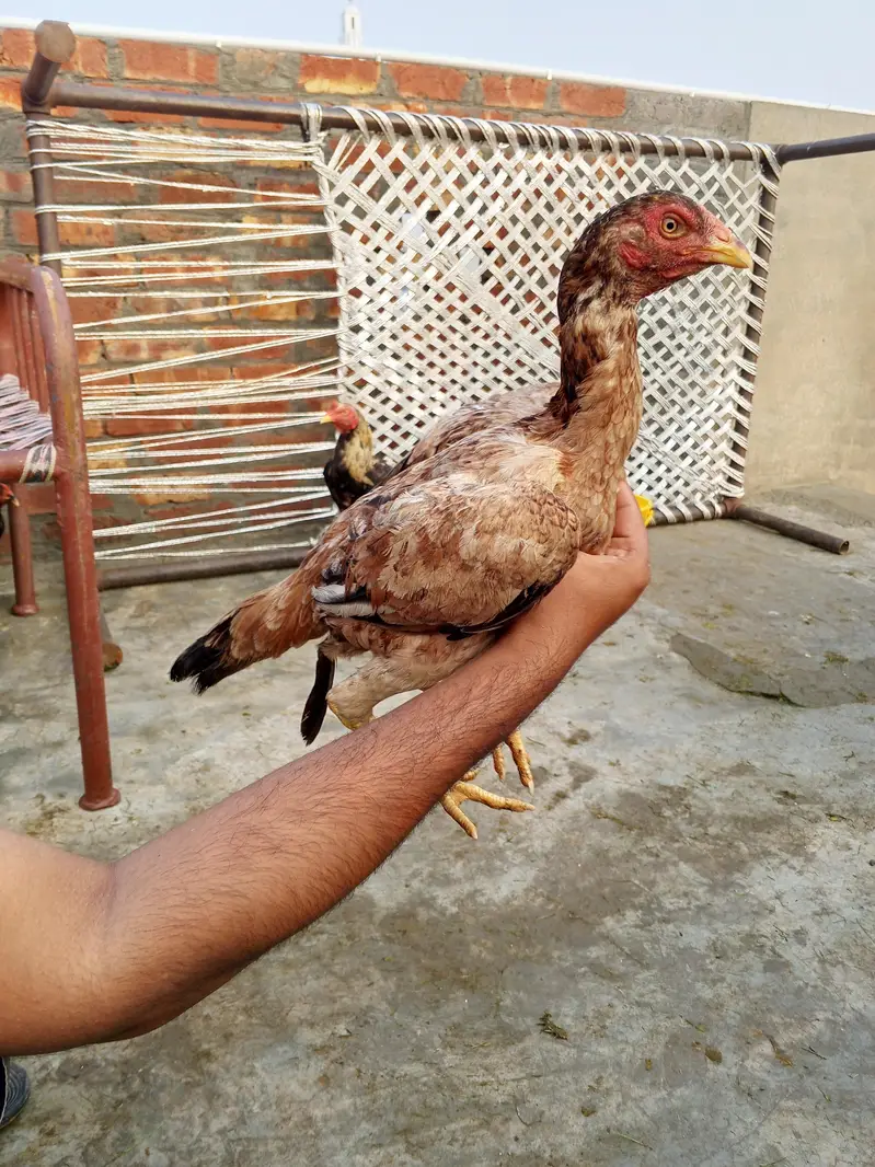 aseel  hens — photo 2
