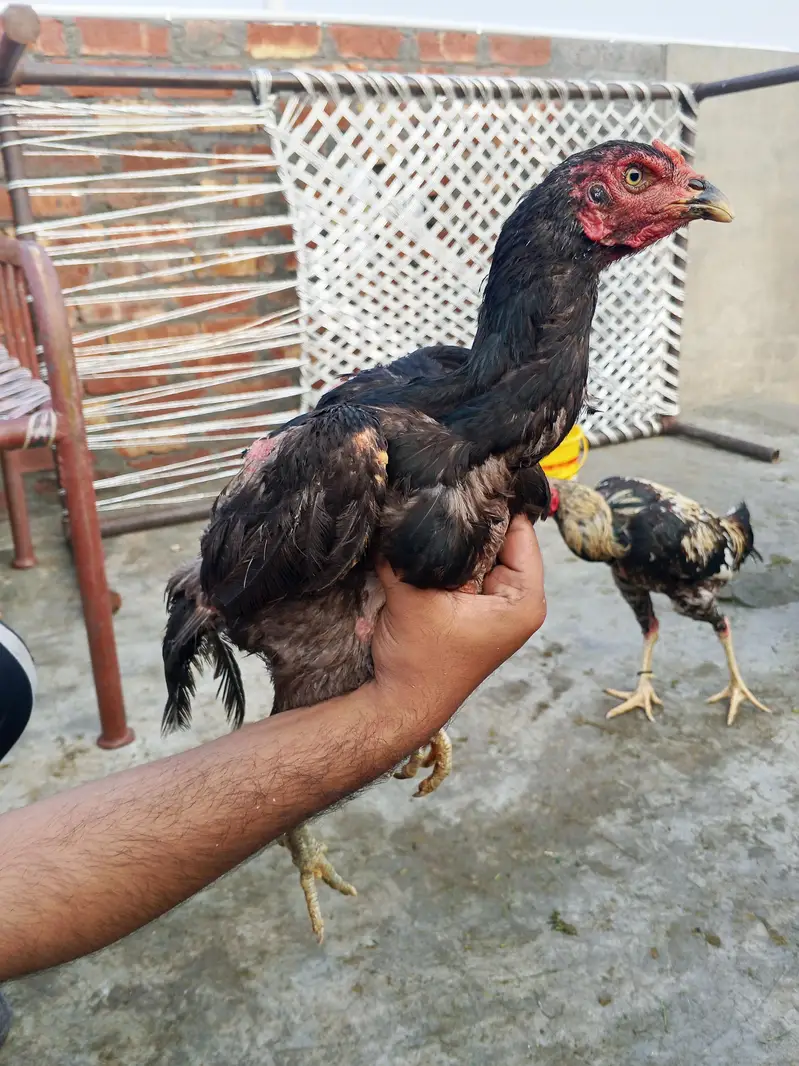 aseel  hens — photo 3