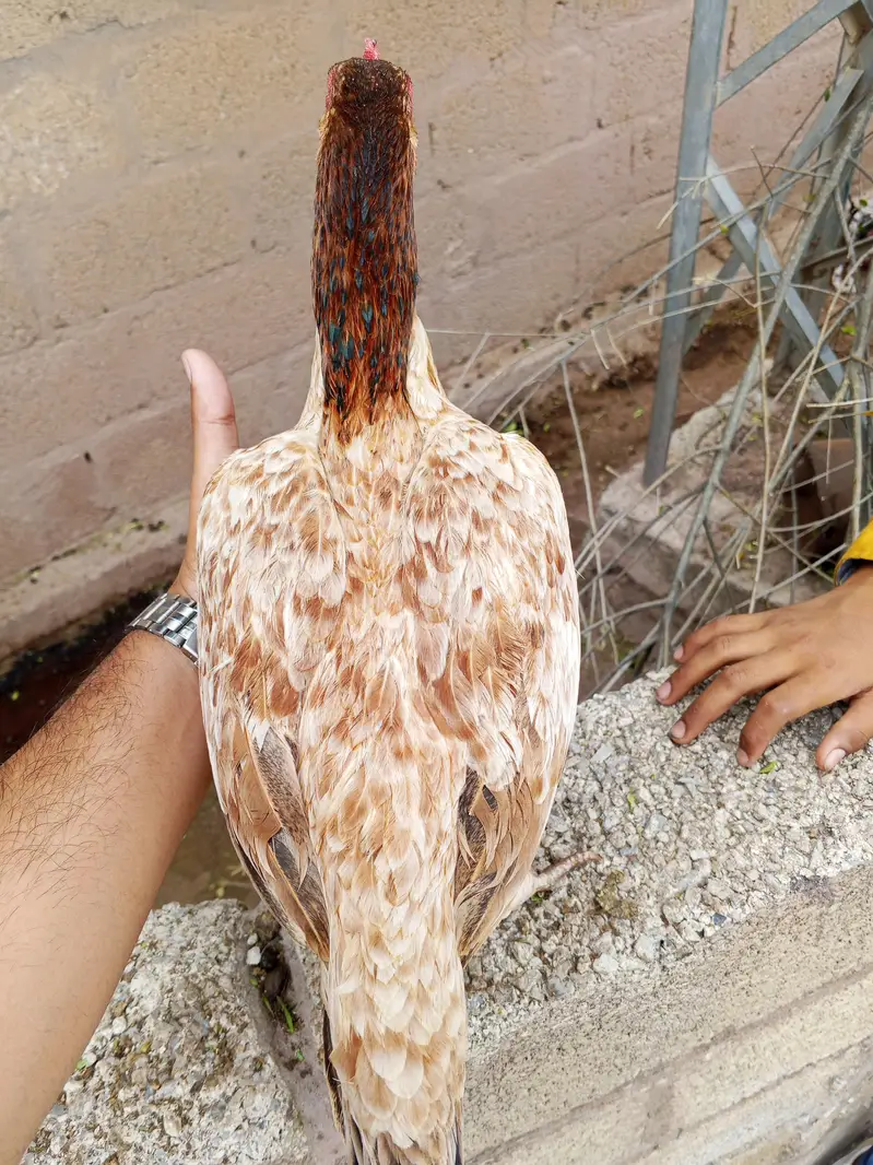 aseel  hens — photo 4