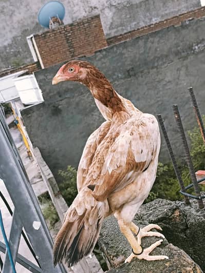 Aseel lakhi pathi or sale.
