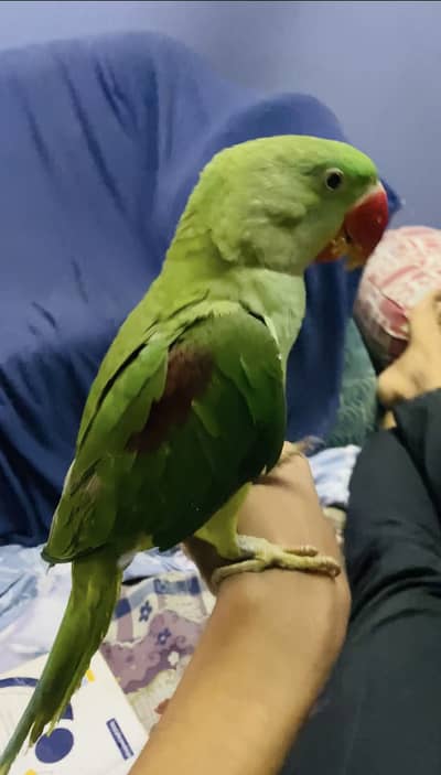 Proper Hand tame raw parrot available