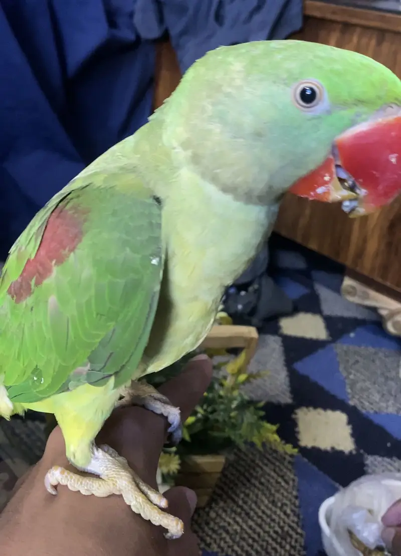 Proper Hand tame raw parrot available — photo 2