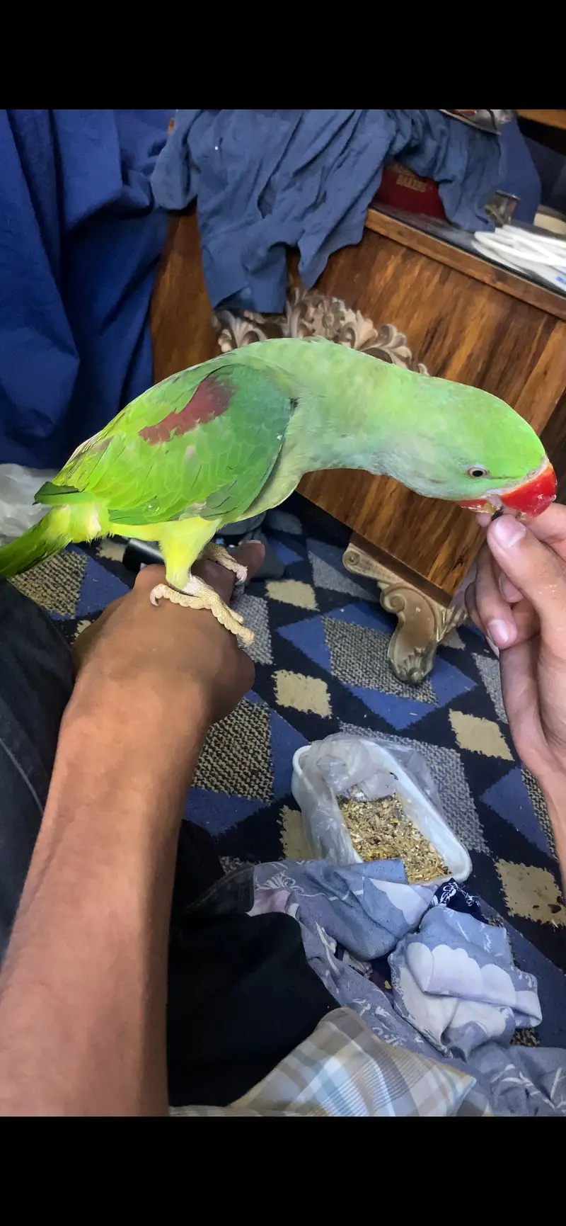 Proper Hand tame raw parrot available — photo 3