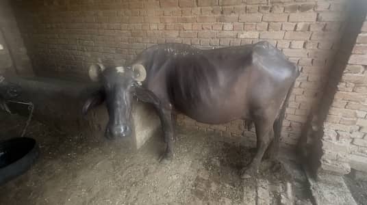 Buffalo Bhains for sale