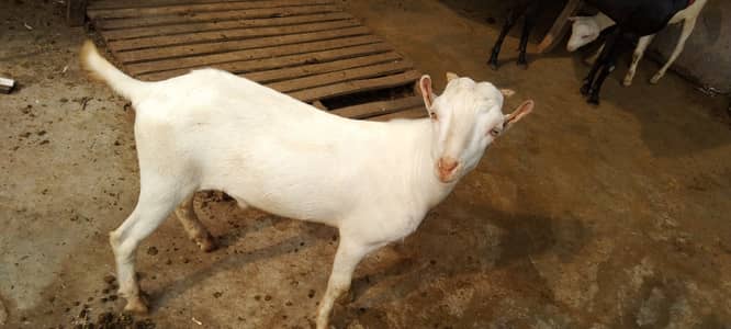Pure gulabi Russian teddy male ready for new home