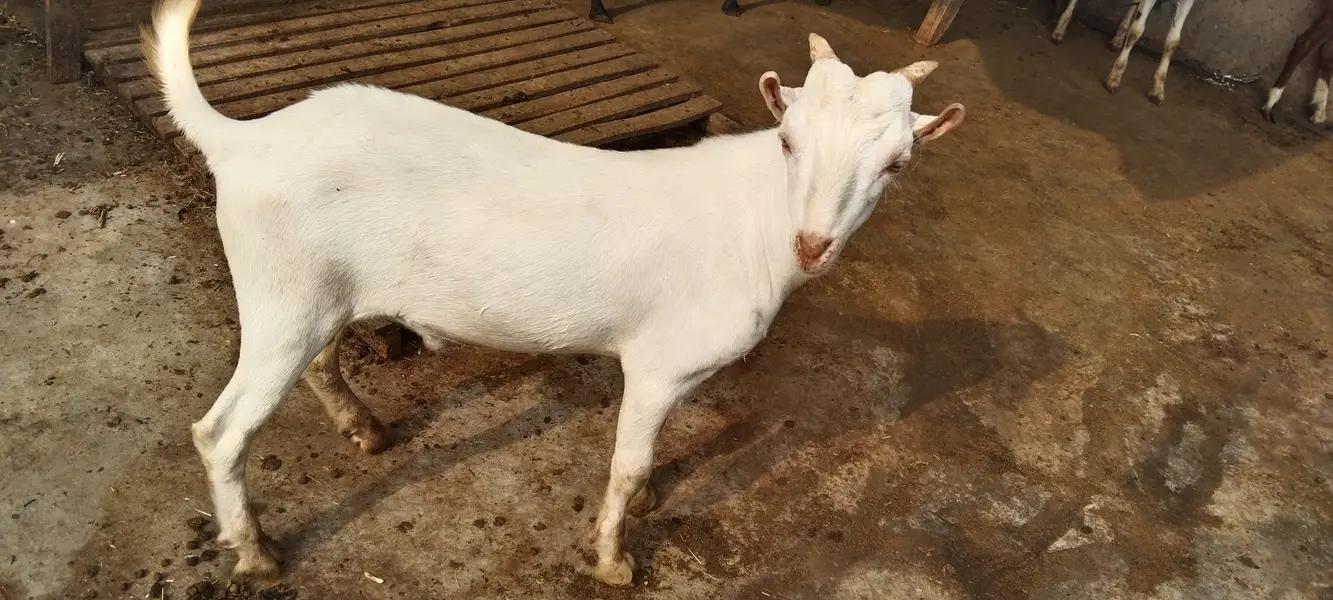 Pure gulabi Russian teddy male ready for new home — photo 2