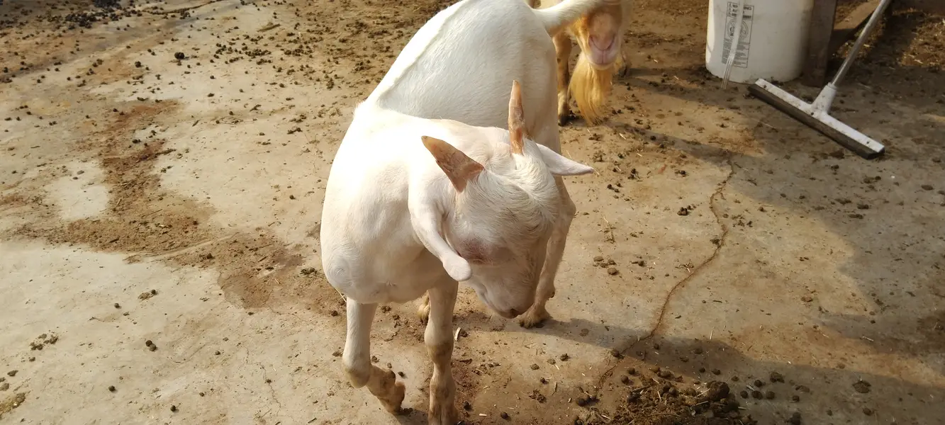 Pure gulabi Russian teddy male ready for new home — photo 4