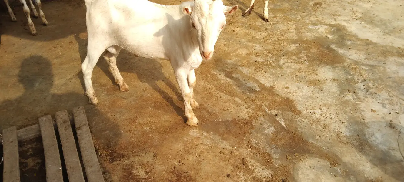 Pure gulabi Russian teddy male ready for new home — photo 5