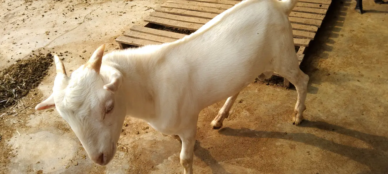 Pure gulabi Russian teddy male ready for new home — photo 6